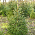 Picea abies